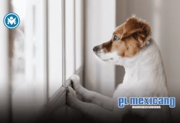 Ovidio Guzmán reaparece en prisión federal de EE.UU. tras declararse culpable