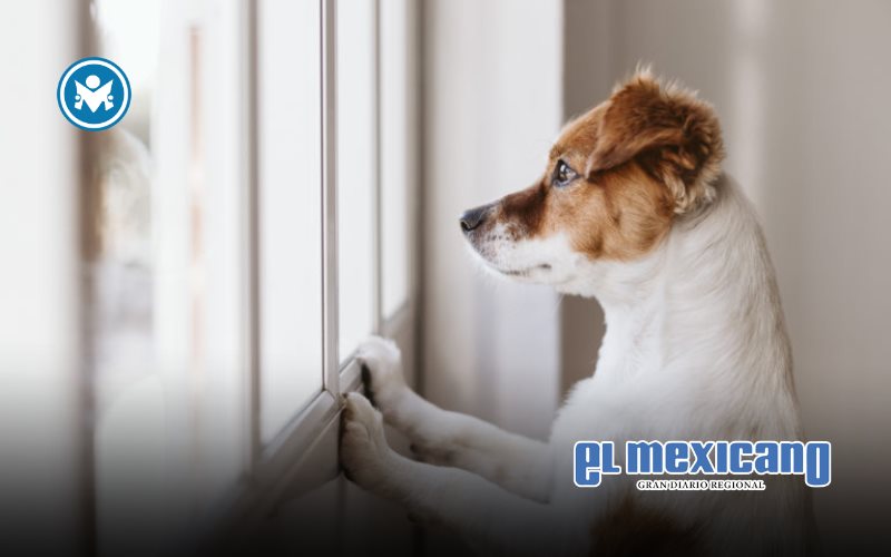 Suecia prohíbe dejar solos a los perros por más de seis horas; castigan a quienes los dejen amarrados Suecia prohíbe dejar solos a los perros por más de seis horas; castigan a quienes los dejen amarrados