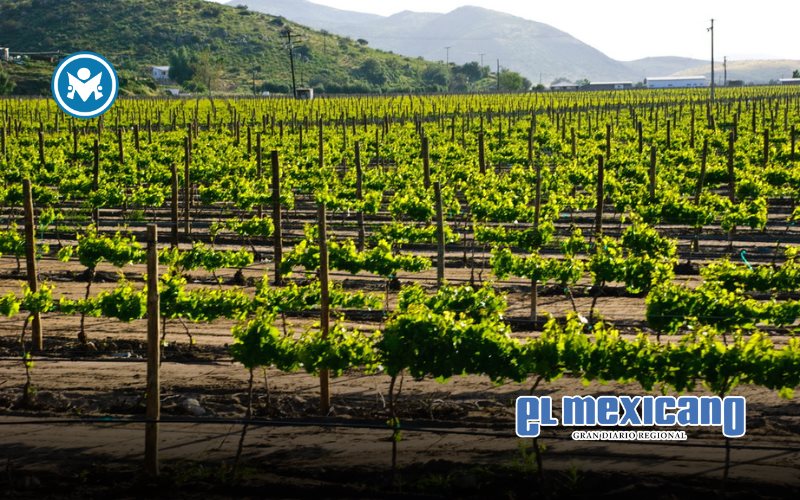 Fiestas de la Vendimia Baja California 2025 presentan su programación