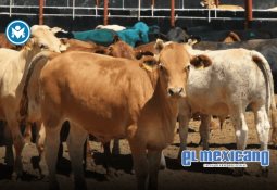 "Walt Disney – A Magical Life": La nueva atracción que abrirá Disneyland Resort el 17 de julio de 2025 "Walt Disney – A Magical Life": La nueva atracción que abrirá Disneyland Resort el 17 de julio de 2025