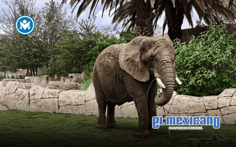 Triunfó la verdad, el conocimiento científico y la gran labor de instituciones zoológicas y especialistas: AZCARM