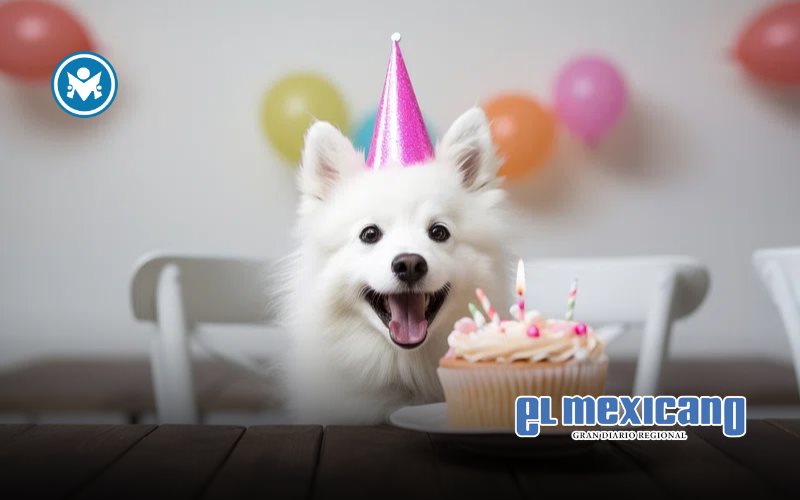 El mejor amigo del hombre tiene su día: el mundo celebra al perro este 21 de julio El mejor amigo del hombre tiene su día: el mundo celebra al perro este 21 de julio
