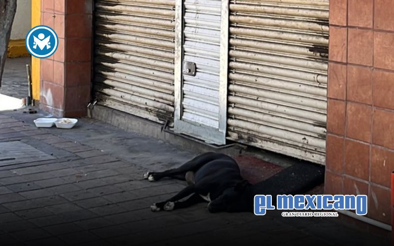 El Negro", el Hachiko de Culiacán, conmueve tras la muerte de su dueño