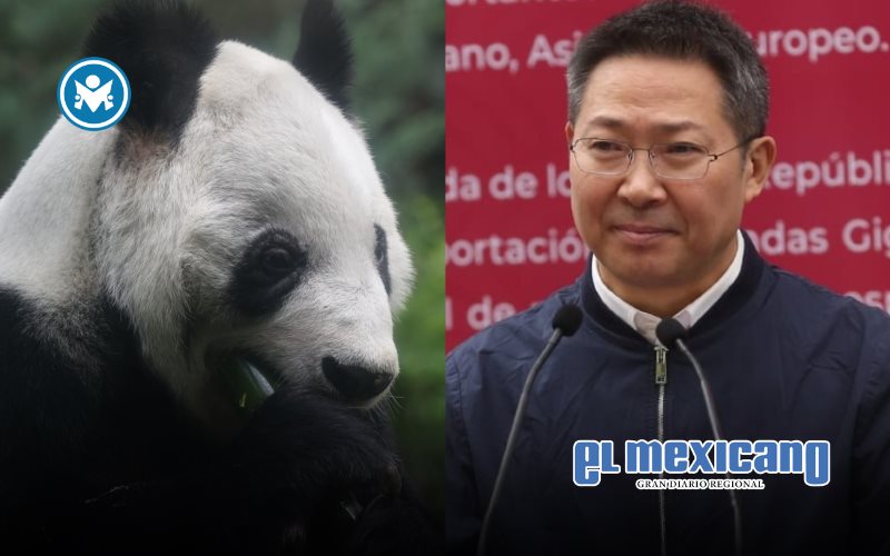 China agradece a México por cuidar a Xin Xin, la panda gigante que cumplió 35 años China agradece a México por cuidar a Xin Xin, la panda gigante que cumplió 35 años