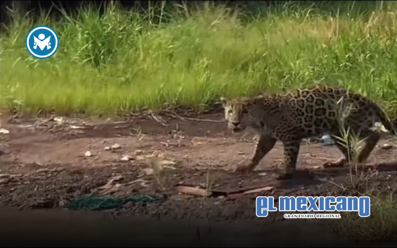 Captan jaguar persiguiendo aves entre basura en manglares de Nayarit Captan jaguar persiguiendo aves entre basura en manglares de Nayarit