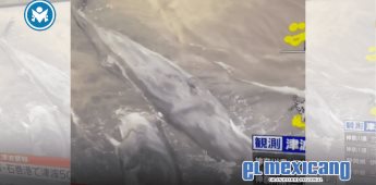 Tras alerta por tsunami en Japón, hallan ballenas muertas en varias costas
