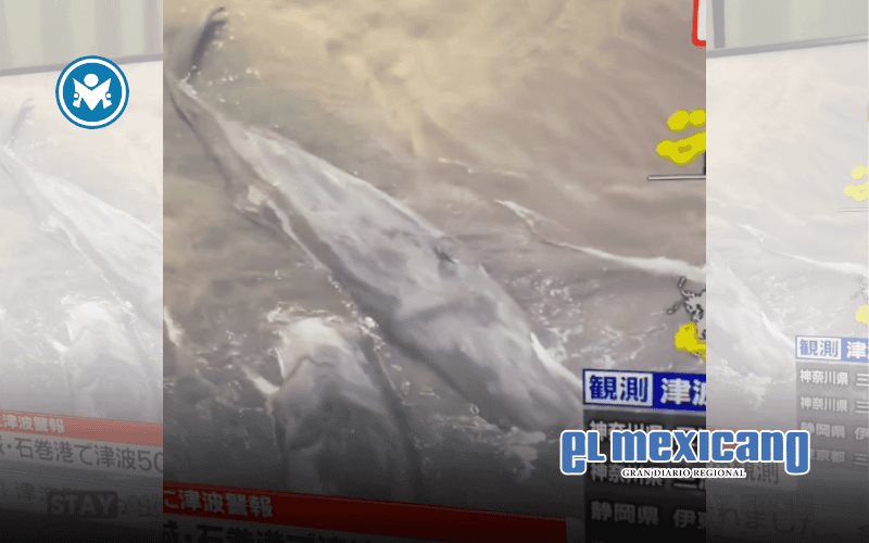 Tras alerta por tsunami en Japón, hallan ballenas muertas en varias costas Tras alerta por tsunami en Japón, hallan ballenas muertas en varias costas