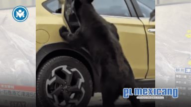 Oso negro en Arteaga Coahuila abre puerta de camioneta
