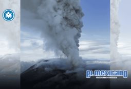 Ballena Minke muere tras chocar con un bote en aguas poco profundas