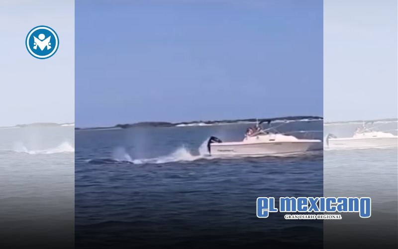 Ballena Minke muere tras chocar con un bote en aguas poco profundas