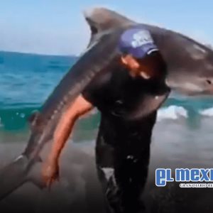 Hombre captura tiburón tigre con las manos en playa de Michoacán