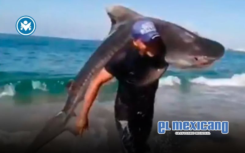 Hombre captura tiburón tigre con las manos en playa de Michoacán