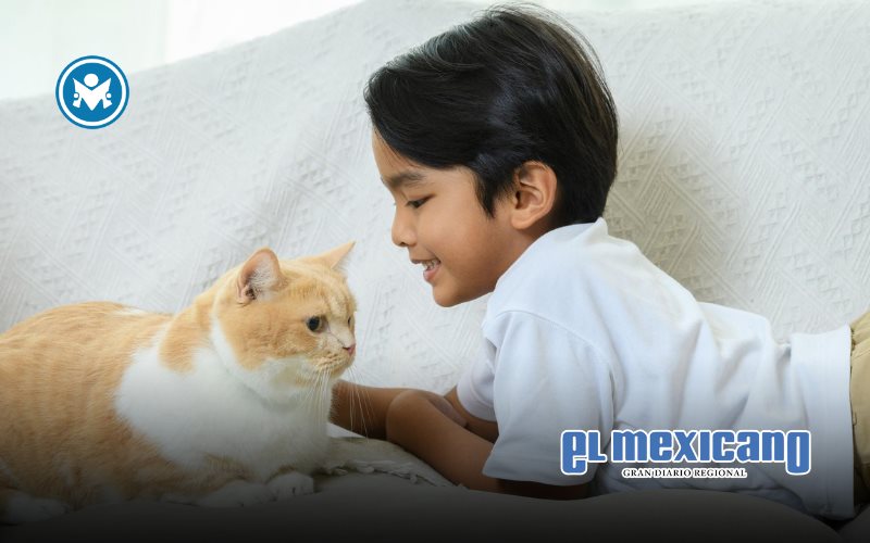 Boehringer Ingelheim impulsa la salud felina en el Día Mundial del Gato Boehringer Ingelheim impulsa la salud felina en el Día Mundial del Gato