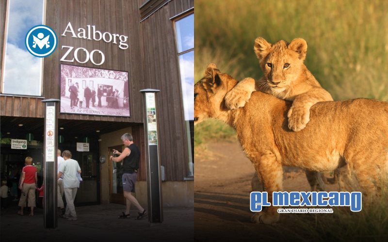 Zoológico danés pide mascotas donadas para alimentar leones, tigres y linces Zoológico danés pide mascotas donadas para alimentar leones, tigres y linces