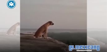 Perro escala pirámide de Kukulkán en Chichén Itzá y aúlla ante turistas