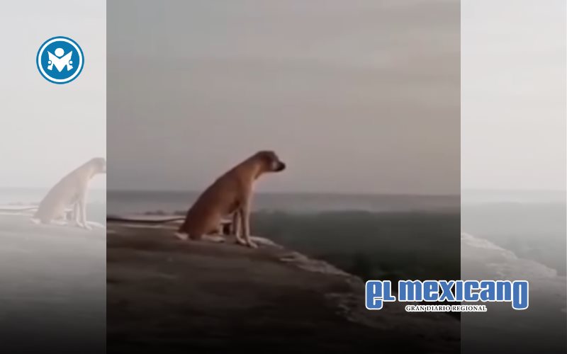 Perro escala pirámide de Kukulkán en Chichén Itzá y aúlla ante turistas