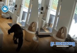 Video muestra el momento en que una mujer es atropellada al cruzar sin precaución