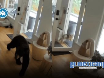 Pomerania ahuyenta a oso negro que irrumpió en casa en Canadá