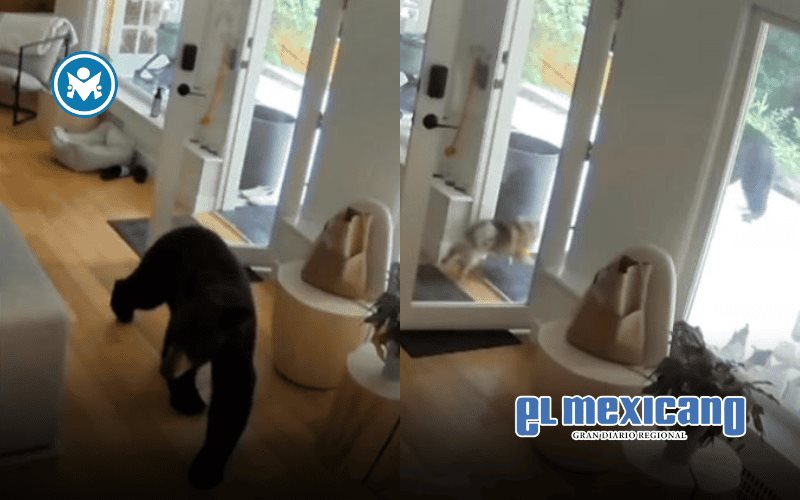 Pomerania ahuyenta a oso negro que irrumpió en casa en Canadá