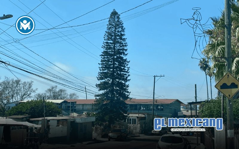 Advierten sobre consecuencias legales por talar árboles urbanos sin autorización