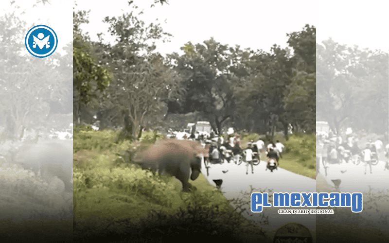 Hombre es pisado por un elefante luego de asustarlo Hombre es pisado por un elefante luego de asustarlo