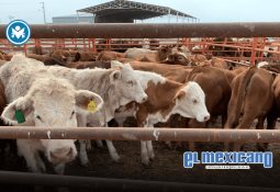 Millennials lideran la reconversi&oacute;n profesional en Latinoam&eacute;rica: 9 de cada 10 egresados de Tripleten consiguen empleo tech en menos de 6 meses