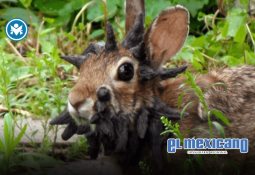 Donald Trump y Vladimir Putin se reúnen en Alaska en intento fallido por un alto al fuego Donald Trump y Vladimir Putin se reúnen en Alaska en intento fallido por un alto al fuego