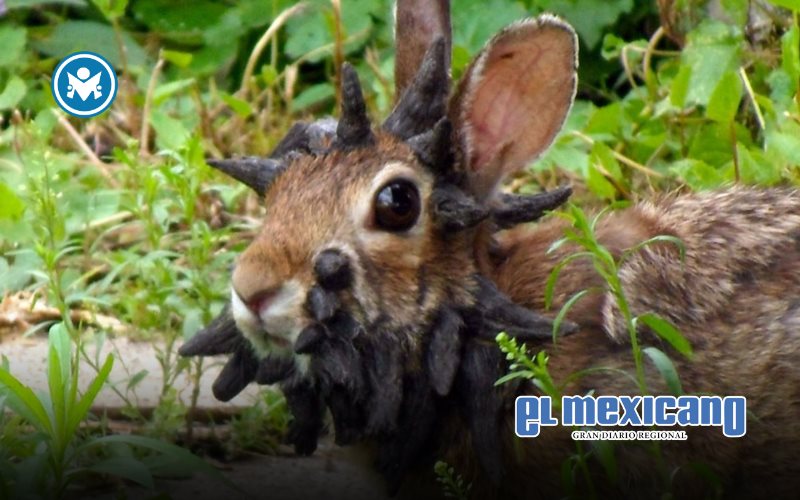 Detectan en Fort Collins conejos con tentáculos en la cabeza Detectan en Fort Collins conejos con tentáculos en la cabeza