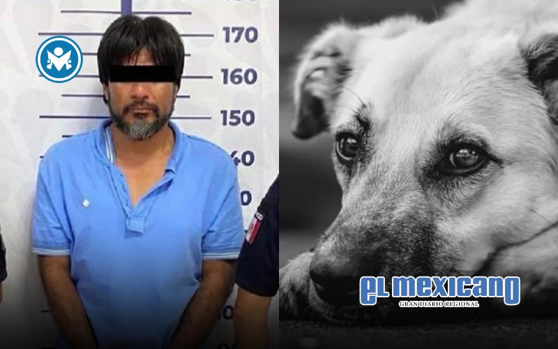 Perrita muere al salvar a su dueña durante intento de feminicidio en Puebla Perrita muere al salvar a su dueña durante intento de feminicidio en Puebla