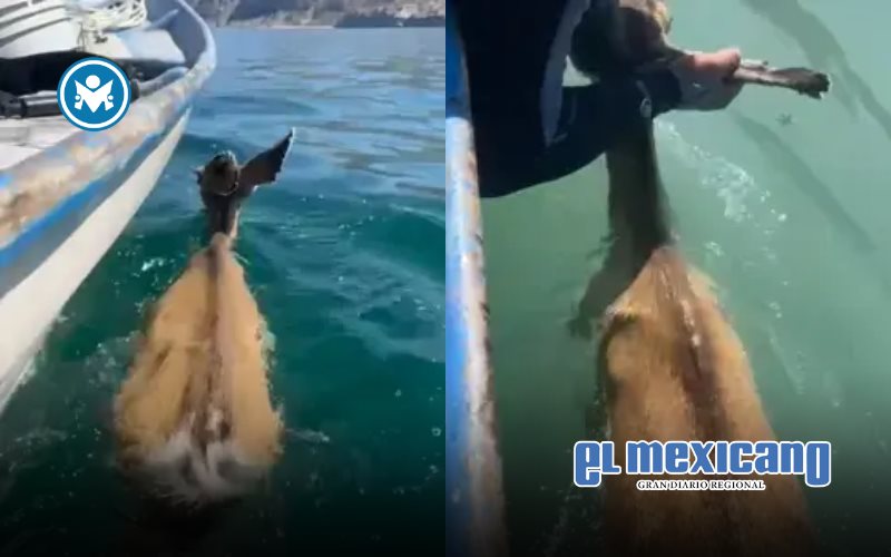 Pescadores rescatan a venado bura exhausto en el Mar de Cortés