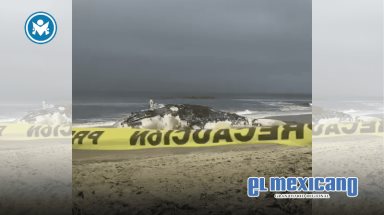 Ballena quedó varada sin vida en Playas de Tijuana moviliza a autoridades costeras