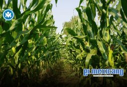 Disney Cruise Line revela itinerarios de otoño 2026 y primavera 2027 desde San Diego y Texas Disney Cruise Line revela itinerarios de otoño 2026 y primavera 2027 desde San Diego y Texas