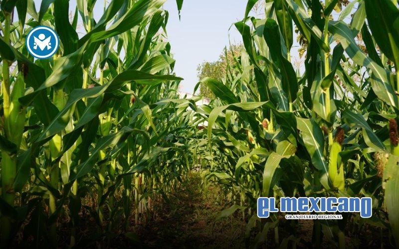 Maíz en riesgo por producción récord en EE.UU. Maíz en riesgo por producción récord en EE.UU.