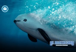 Realiza gobierno de Claudia Agatón trabajos nocturnos de rehabilitación vial en la Carretera Ensenada-Tijuana Realiza gobierno de Claudia Agatón trabajos nocturnos de rehabilitación vial en la Carretera Ensenada-Tijuana