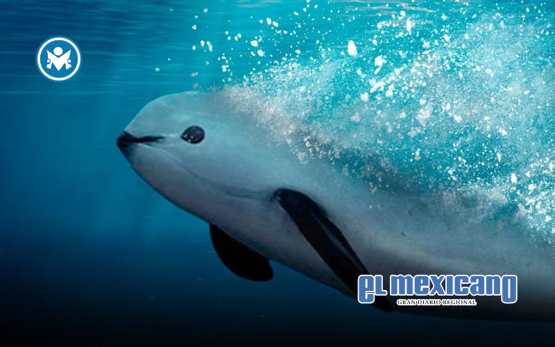 México en la mira por acciones insuficientes al tratar de proteger a la vaquita marina México en la mira por acciones insuficientes al tratar de proteger a la vaquita marina