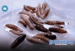 EPCOT International Food & Wine Festival regresa con sabores del mundo y música en vivo