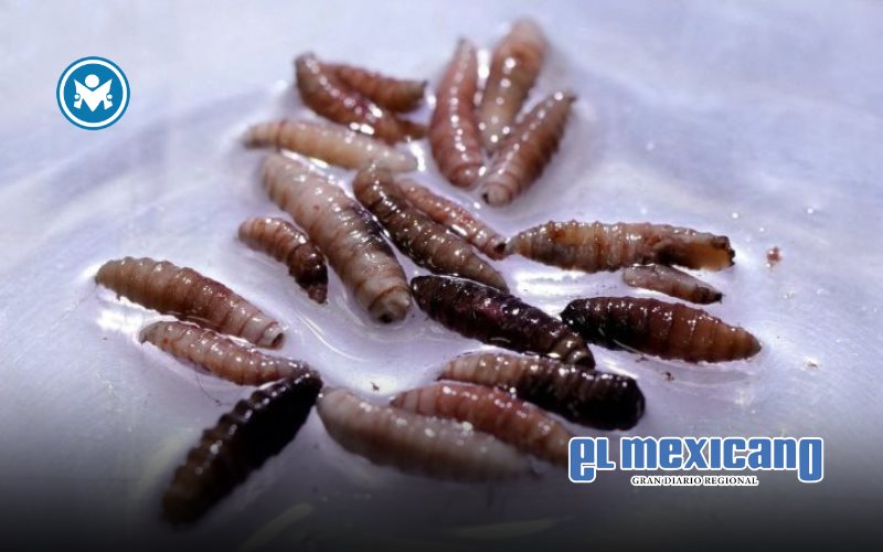 Primer caso humano de gusano barrenador del Nuevo Mundo detectado en EU Primer caso humano de gusano barrenador del Nuevo Mundo detectado en EU