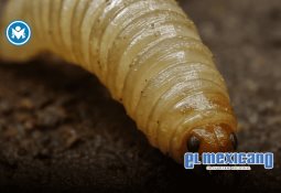 Auto invade carril contrario y provoca grave accidente en San Marcos de León