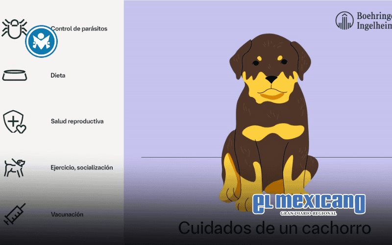 26 de agosto, Día del Perro: cuidemos su salud en cada etapa de su vida 26 de agosto, Día del Perro: cuidemos su salud en cada etapa de su vida