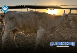 Tormenta tropical Juliette se forma frente a Baja California Sur; Conagua alerta lluvias y oleaje