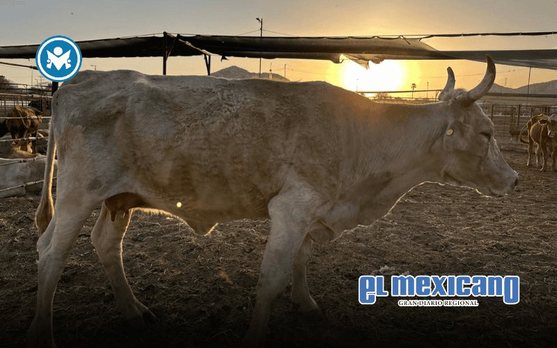 Productores alertan sobre riesgo sanitario y cierre de exportación de ganado a EE.UU.