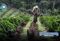 Alito Moreno desafía a Noroña en el Senado: “No seas cobarde” Alito Moreno desafía a Noroña en el Senado: “No seas cobarde”