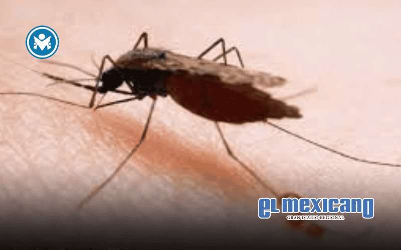 Malaria o Paludismo: la vigilancia molecular puede ayudar a combatir la enfermedad en México Malaria o Paludismo: la vigilancia molecular puede ayudar a combatir la enfermedad en México