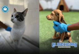 Repartirán premios por medio millón de pesos en el torneo Dos Mares Baja California Repartirán premios por medio millón de pesos en el torneo Dos Mares Baja California