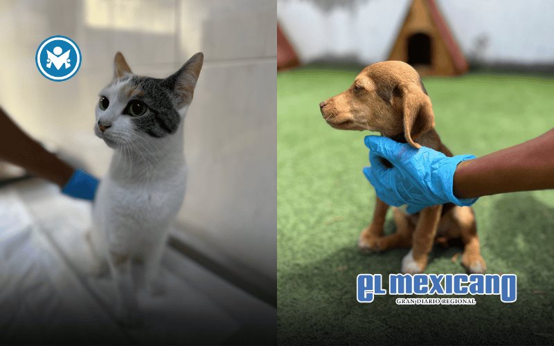 CACyFE busca hogares para perros y gatos CACyFE busca hogares para perros y gatos