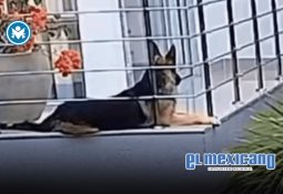 Lanzan teaser de la película animada de Dr. Simi y se viraliza en redes