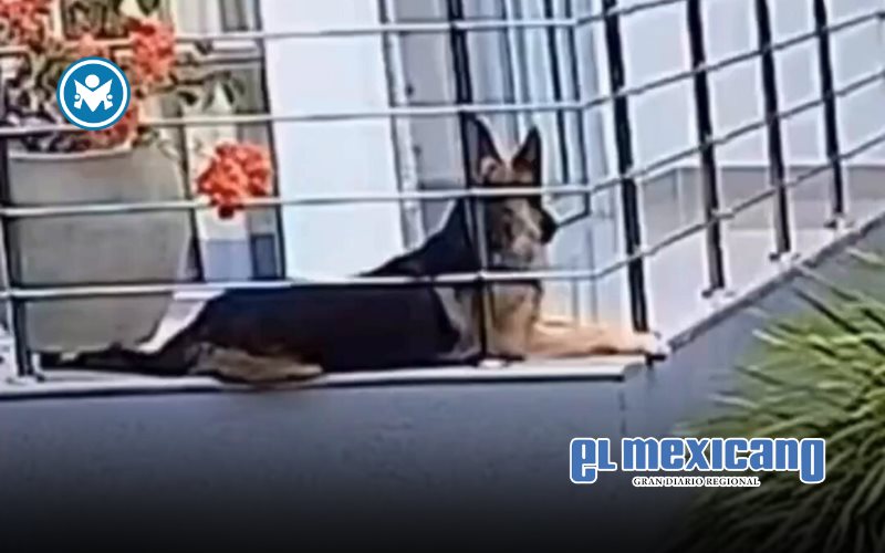 Perro se salva de caer de un balcón en Sincelejo gracias a su dueña