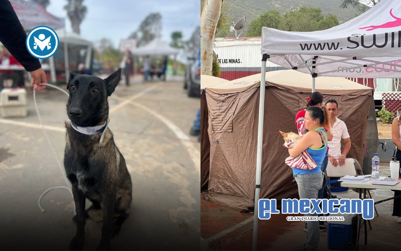 Jornada en San Antonio de las Minas beneficia a más de 40 mascotas con esterilización y vacunación Jornada en San Antonio de las Minas beneficia a más de 40 mascotas con esterilización y vacunación