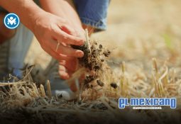 Andy López Beltrán reaparece en evento de Sheinbaum tras polémico viaje a Japón