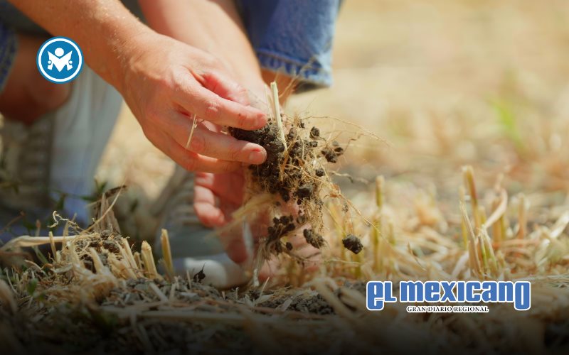 Agricultura regenerativa: Kilimo impulsa piloto en México para mejorar suelos y optimizar el agua Agricultura regenerativa: Kilimo impulsa piloto en México para mejorar suelos y optimizar el agua